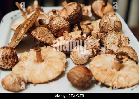 Pilzernte. Viele Herbstpflanzen. Pilzzubereitung Stockfoto