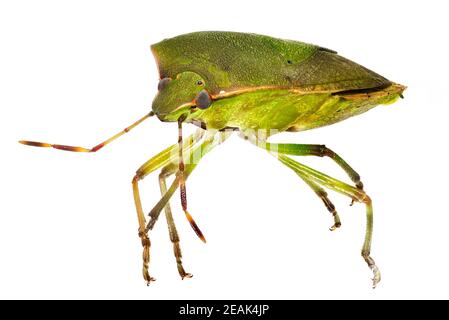 Grünes Schild Bug Stockfoto
