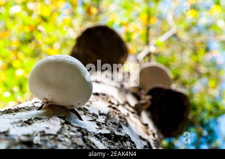 Die Fruchtkörper der Birke polypore (Piptoporus betulinus), die auf dem Stamm einer Silberbirke in Thorp Perrow Arboretum, North Yorkshire wächst. S Stockfoto