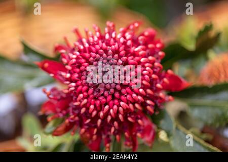 Heller Blütenstand der Waratah, Telopea speciosissima Stockfoto