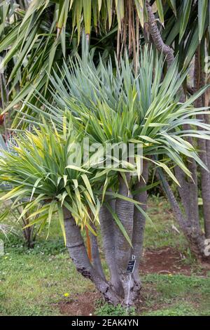 Drei Zweige eines Drachenbaums, auch Dracaena draco oder Drago genannt Stockfoto