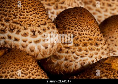 Eine Nahaufnahme der Fruchtkörper der zotteligen Schalenmücke (Pholiota squarrosa), die am Fuß eines Baumes in Thorp Perrow Arboretum, North Yorkshire, wächst. Se Stockfoto