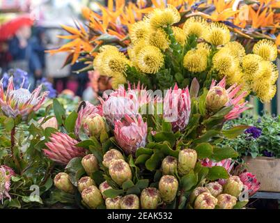 Bunte tropische Blumen auf einem Straßenmarkt Stockfoto