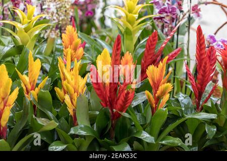 Vriesea (Vriesea Bromeliaceae) ist eine tropische Zierpflanze mit exotischen Blüten in verschiedenen Farben. Stockfoto