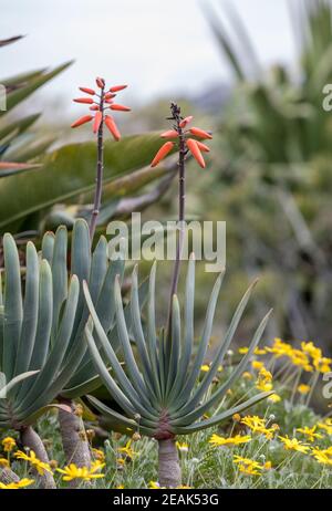 Aloe Pflanze in Blüte. Stockfoto