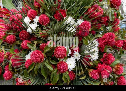 Heller Blütenstand der Waratah, Telopea speciosissima Stockfoto