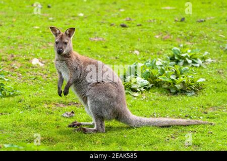 Ein rothalsiges Wallaby (Macropus rufograiseus), das auf seinen großen Hinterfüßen in einem Gehege in Thorp Perrow Arboretum, North Yorkshire, steht. September. Kap Stockfoto