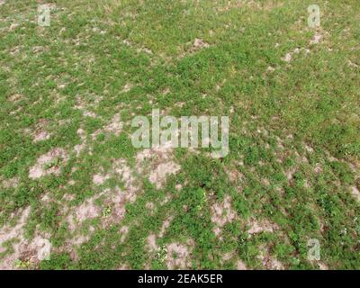 Unkraut Ambrosia im Garten unter den Kürbis Stockfoto