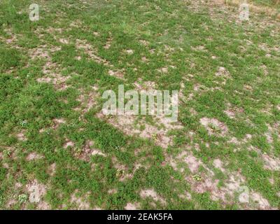 Unkraut Ambrosia im Garten unter den Kürbis Stockfoto