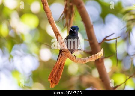 Schön gefärbter kleiner Vogel African Paradise Flycatcher Stockfoto