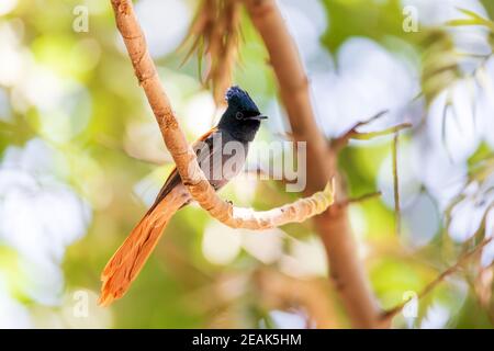 Schön gefärbter kleiner Vogel African Paradise Flycatcher Stockfoto