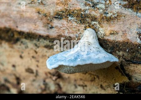 Der Fruchtkörper der Bluehaltung (Postia subcaesia) wächst auf totem Holz in Eckington Park, Sheffield, South Yorkshire. September. Stockfoto