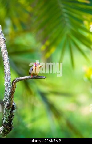 Bird African Pygmy Eisvogel, Äthiopien Afrika Tierwelt Stockfoto