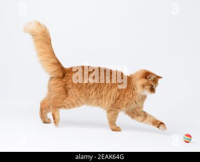 Erwachsene flauschige rote Katze spielt mit einem roten Ball auf Ein weißer Hintergrund Stockfoto