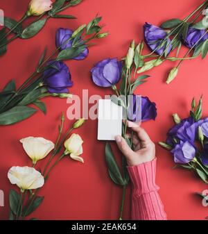 Weibliche Hand in rosa Pullover mit einem weißen Papier Visitenkarte auf rotem Hintergrund Stockfoto