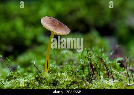 Ein Fruchtkörper aus Löwenschildpilz (Pluteus leoninus), der in Eckington Park, Sheffield, South Yorkshire wächst. September. Stockfoto