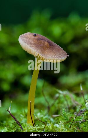 Ein Fruchtkörper aus Löwenschildpilz (Pluteus leoninus), der in Eckington Park, Sheffield, South Yorkshire wächst. September. Stockfoto