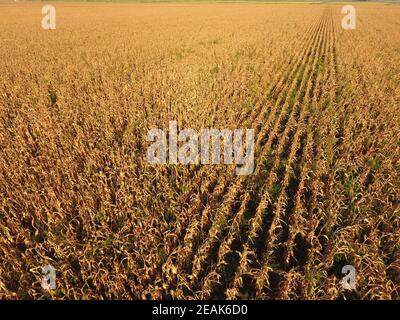 Feld mit reifen Mais. Trockene Stiele von Mais. Ansicht der cornfield von oben. Mais Plantage, reife Maiskolben, bereit zu ernten. Stockfoto