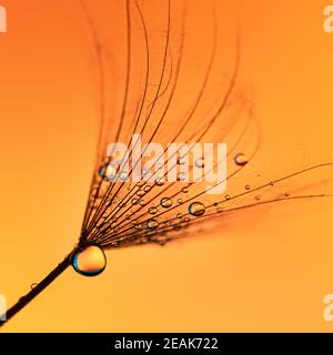 Löwenzahn mit Tropfen auf einem orangen Hintergrund Nahaufnahme Stockfoto