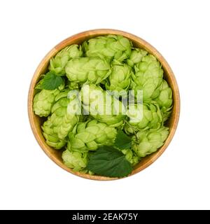 Holzschüssel mit frischem grünem Hopfen isoliert auf weiß Stockfoto