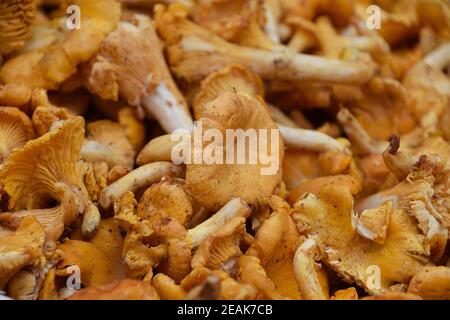 Pfifferlinge essbare Pilze im Einzelhandel Display Stockfoto