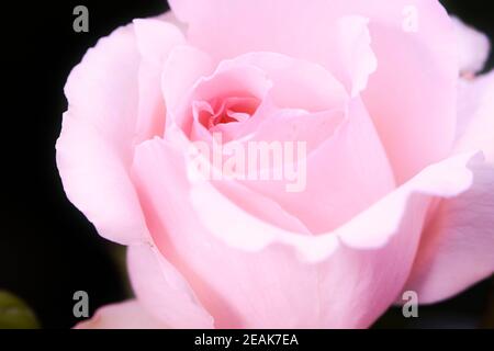 Rosa Rose mit dem Namen: Andre le notre Stockfoto