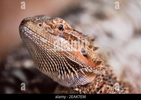 Weibliche bärtige Drachen Nahaufnahme Stockfoto