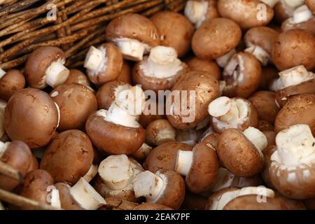 Braune Champignon essbare Pilze im Einzelhandel Stockfoto