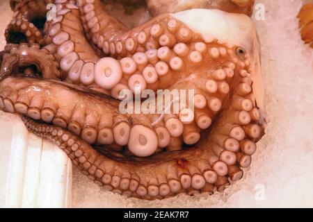 Rohe Tintenfisch- oder Cuttle-Fish-Tentakeln auf Eis Stockfoto