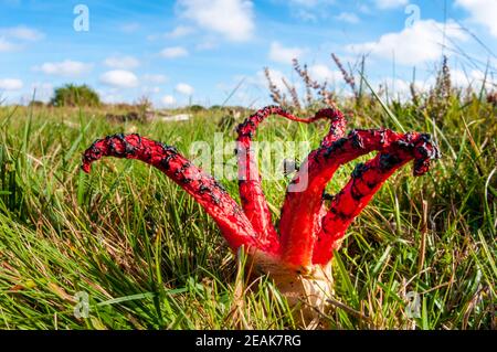 Eine Fliege, die vom Geruch eines Fruchtkörpers des Teufelsfingerpilzes (Clathrus archeri) angezogen wird, der auf rauer Weide im New Forest, Hampshire wächst. Oz Stockfoto