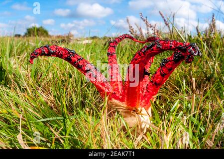 Ein Fruchtkörper aus Teufelsfingerpilz (Clathrus archeri), der auf rauer Weide im New Forest, Hampshire, wächst. Oktober. Stockfoto