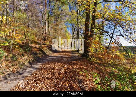 Herbst im Naturreservat Senne, Oerlinghausen, Ostwestfalen-Lippe, Nordrhein-Westfalen, Deutschland, Westeuropa Stockfoto