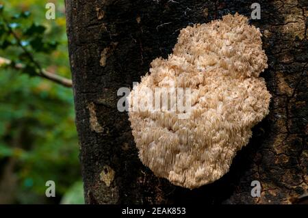Ein Fruchtkörper des seltenen und geschützten Korallenzahnpilzes (Hericium coralloides), der auf einem toten Baum im New Forest, Hampshire wächst. Oktober. Stockfoto