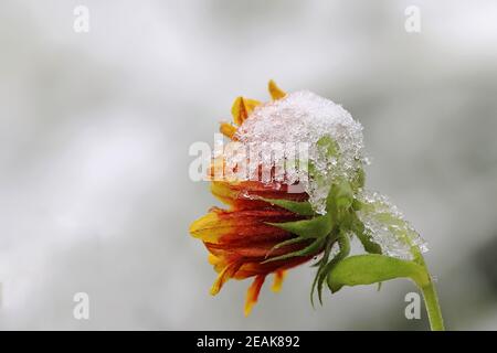 Eine Blume mit Schneeflocken während eines Schneefalls im Herbst Stockfoto