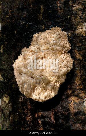 Ein Fruchtkörper des seltenen und geschützten Korallenzahnpilzes (Hericium coralloides), der auf einem toten Baum im New Forest, Hampshire wächst. Oktober. Stockfoto
