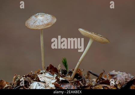 Zwei Fruchtkörper aus Wurzelstielpilz (Xerula radicata), die unter toten Blättern auf dem Waldboden im New Forest, Hampshire, wachsen. Oktober. Stockfoto