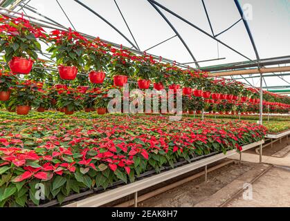 Foto von Poinsettia Blumen Stockfoto