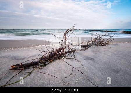 Driftwood am Ufer der Ostsee auf einem stürmischen Tag Stockfoto