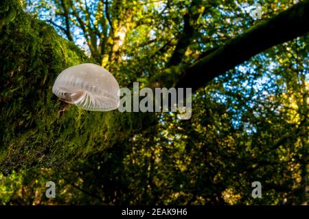 Ein einziger Fruchtkörper aus Percellanpilz (Oudimansiella mucida), der auf einer mit Moos bedeckten Buche im New Forest, Hampshire wächst. Oktober. Stockfoto