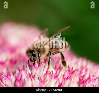 Biene auf Sedum Blüten Stockfoto