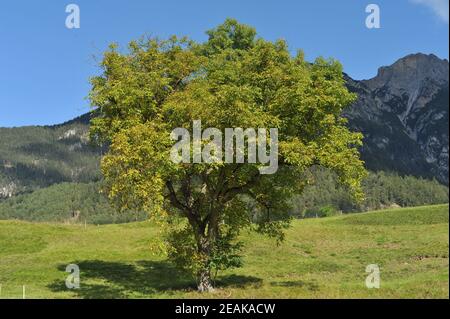 Junger Walnussbaum Stockfoto