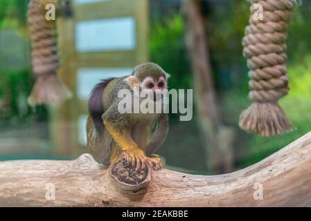 Der gewöhnliche Eichhörnchen-Affenaffe saimiri sitzt auf einem Ast neben gestrickt Seile im Zoo Stockfoto