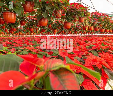 Weihnachtsstern Rot Blumen Stockfoto