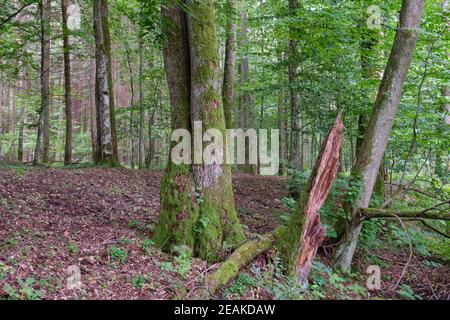 Alte Schwarzerle (Alnus glutinosa) Bäume im Sommerwald Stockfoto