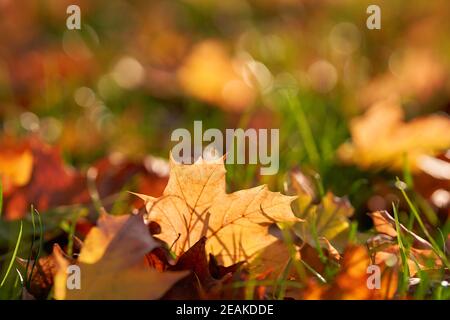 Blätter mit bunten Herbstfarben auf einer Wiese im Herbst Stockfoto