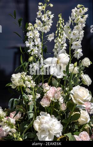 Beeindruckendes floristisches Bouquet von weißen Rosen und Delphinium - grün Drehen Stockfoto