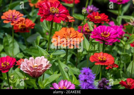 Schöne bunte Zinnien im Sommergarten Stockfoto