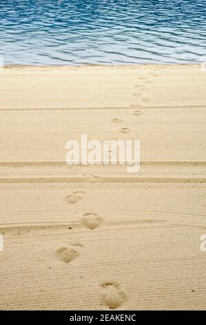 Fußabdrücke am gepflegten Strand, der vom Wasser führt. Stockfoto