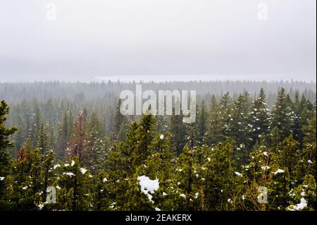 Dichter Wald mit Schneeflecken im dichten Nebel. Stockfoto