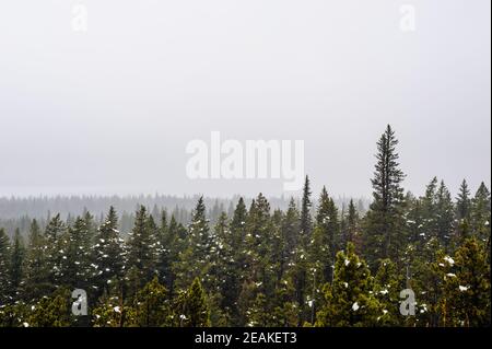 Dichter Wald mit Schneeflecken im dichten Nebel. Stockfoto